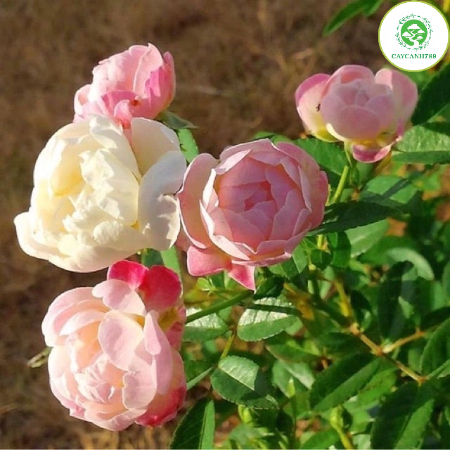 Cây hoa hồng trứng đang hoa (ảnh thật)