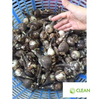 Huệ mưa Huệ mưa