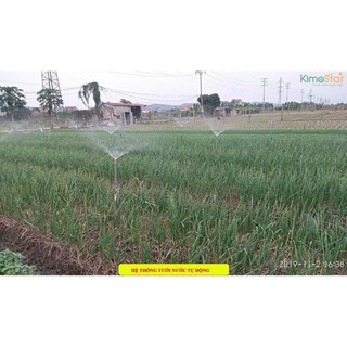 Tinh Dầu Tỏi Kimo [Không Cay - Không Nóng - An Toàn - Tiện Lợi]