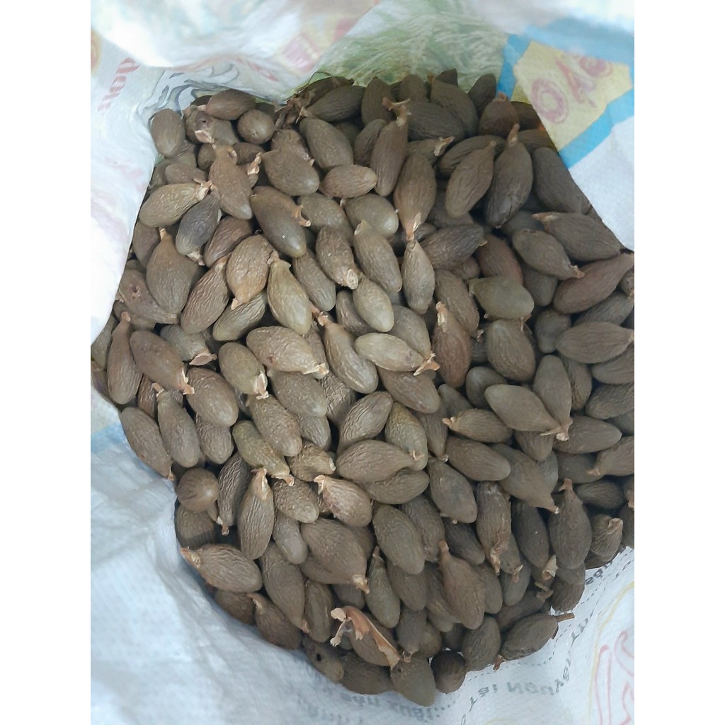 (100-500gr) Hạt đười ươi bay kon Tum hàng đủ tiêu chuẩn xuất khẩu