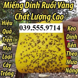 Bộ 10 miếng dính ruồi vàng, côn trùng gây hại - bẫy siêu dính