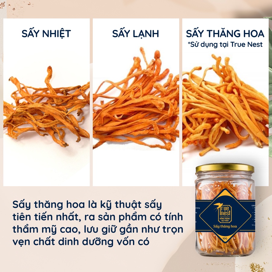 Nấm Đông Trùng Hạ Thảo True Nest - Sấy Thăng Hoa - 10g 20g