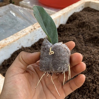 Dung dịch kích rễ KING (Đậm đặc)