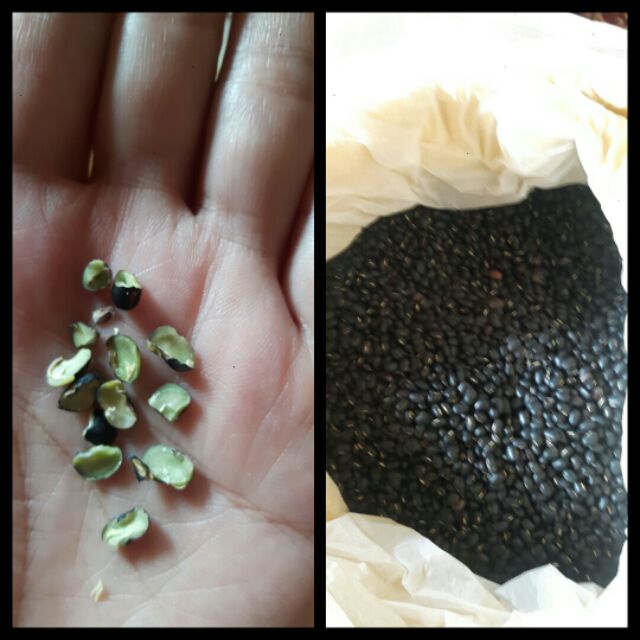 (1kg)Đỗ đen rang xanh lòng hạ thổ | BigBuy360 - bigbuy360.vn