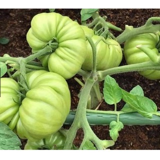 HẠT GIỐNG CÀ CHUA MÚI HỒNG LÙN - Gói 5 hạt