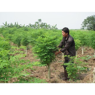 HẠT GIỐNG CHÙM NGÂY - 10 hạt/ gói