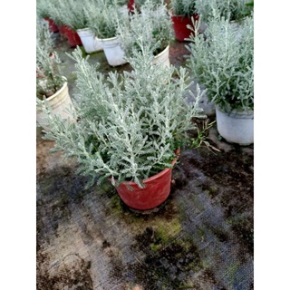 Chậu cứng Santolia - Lavender cotton