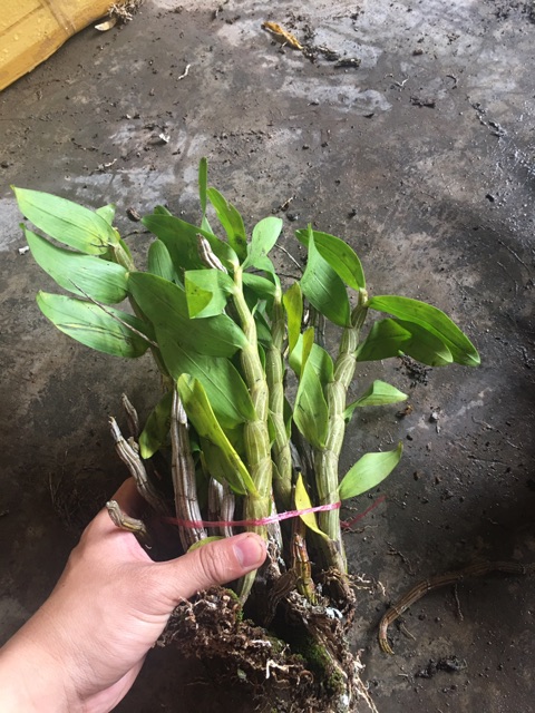 1 bó Lan báo hỉ cho hoa tết