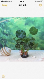 Vỏ ốc giấy rằn