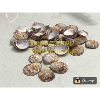 Vỏ sò dương non 100gr