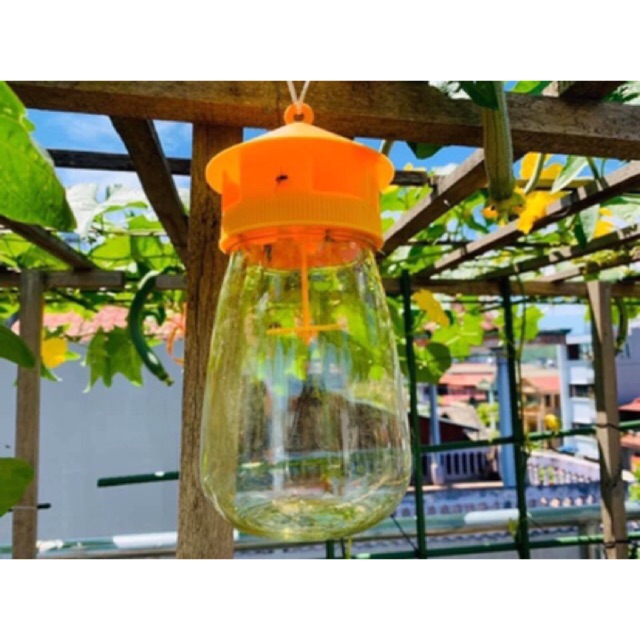 Lồng bẫy ruồi vàng và 01 chất dẫn dụ ☘️