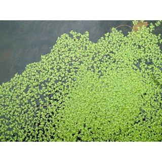 Bèo tấm Bèo mini cho cây cá tép cảnh