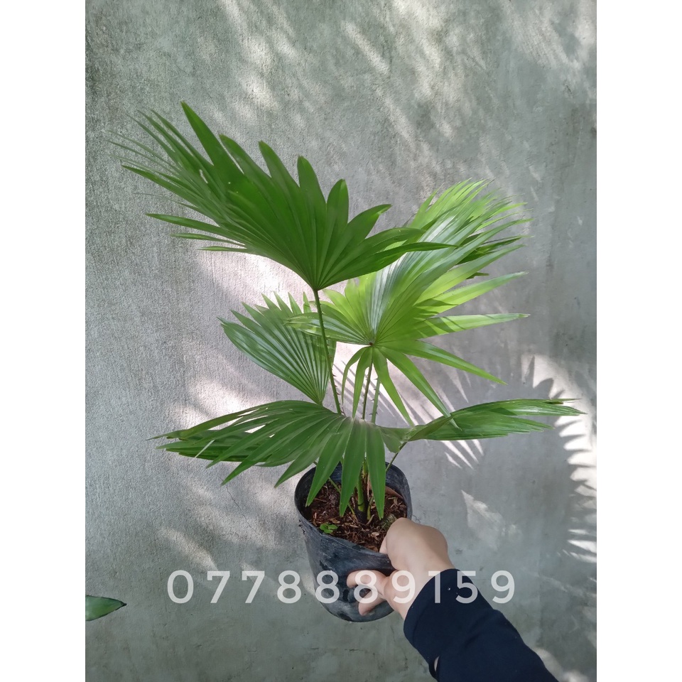 Cây cọ ta-cây trồng nội thất (chỉ giao hỏa tốc HCM)