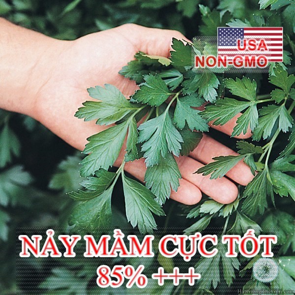 2Gr Hạt Giống Parsley Thẳng Khổng Lồ Ý (B3.105| C25*X31)