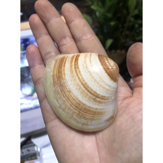 1 kg vỏ nghêu dùng trang trí nhà cửa, vỏ ốc trang trí