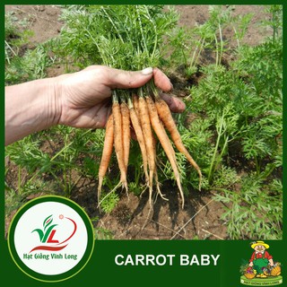 Hạt giống Carrot RUBY F1 TN 406