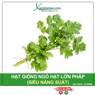 Hạt Giống Ngò Hạt Lớn Pháp Phú Nông Gói 20 Gram