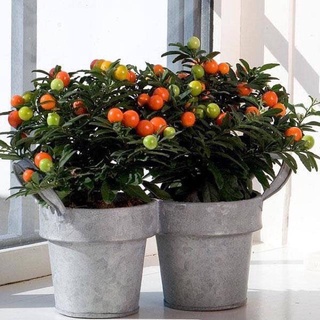 Cây ớt cherry/ ớt kiểng tròn cho trái sai nhiều màu đẹp