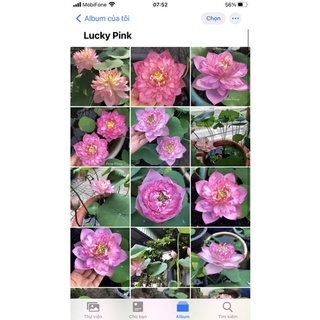 Củ sen giống mini hồng may mắn Lucky Pink