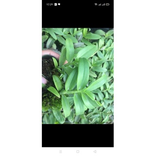 5 cánh trắng phú thọ