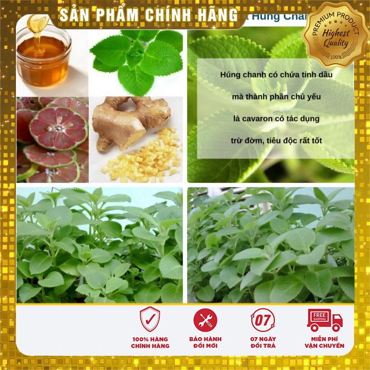 Hạt giống Rau Thơm Lùn ( Húng Chanh)