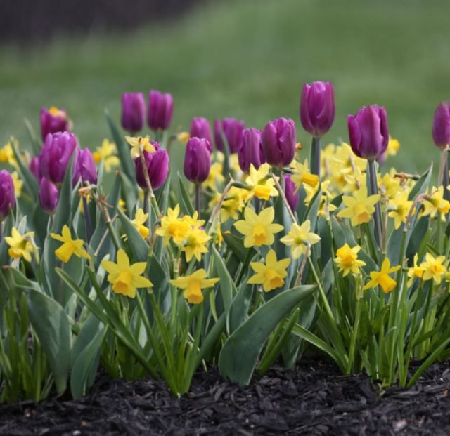 CỦ HOA TULIP MÀU TÍM