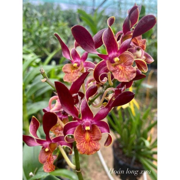 Denro Nắng Nhiều Màu