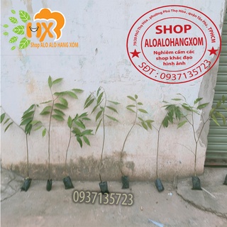 cây gió bầu cây giống-combo 5 cây