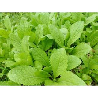 HẠT GIỐNG CẢI MƠ HOÀNG MAI 50gr