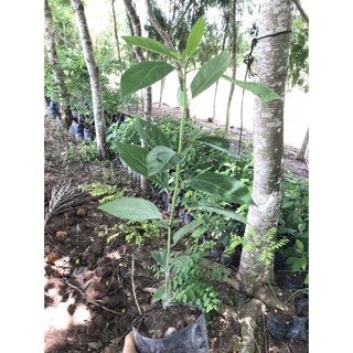 Cây Giống Gỗ Xá Xị  Đỏ ( Gù Hương )