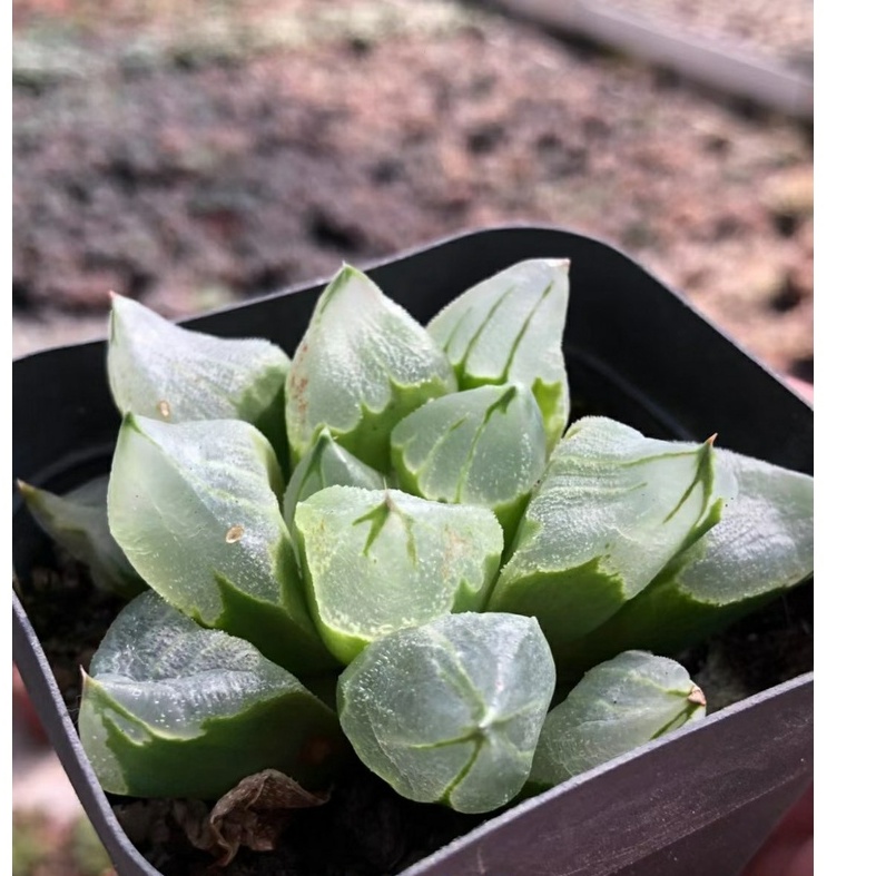 Haworthia Ice City