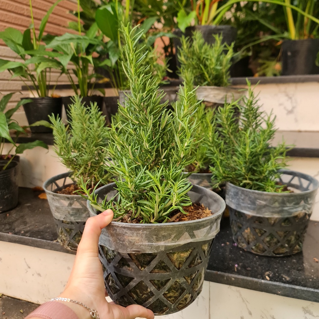 CÂY HƯƠNG THẢO , , thuần khí hậu nóng Sài Gòn, cây hương liệu, Cây Tươi Nguyên CTN0750
