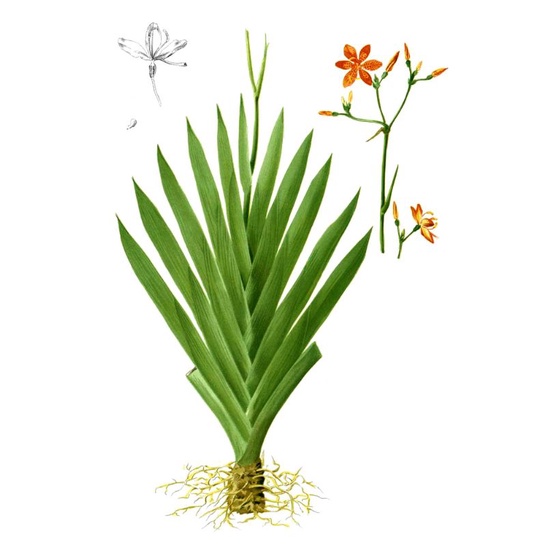 Cây xạ can chữa ho