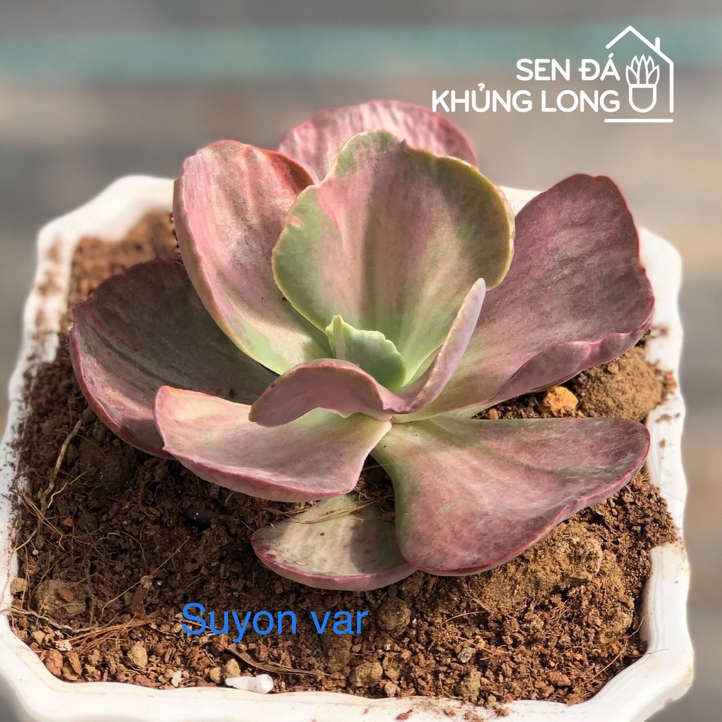 Sen đá suyon var đỏ - echeveria suyon frill