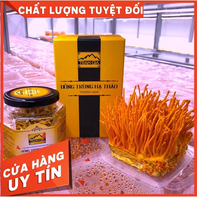 Đông trùng hạ thảo Trần Gia ★ [ Chính hãng ] sấy lạnh loại 1 / Dược chất cao