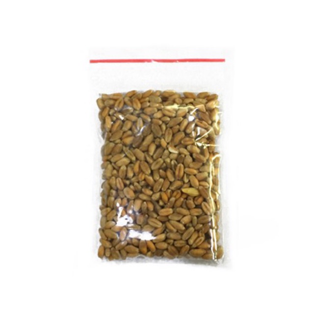 250g hạt giống cỏ mèo  / Free ship 50k /