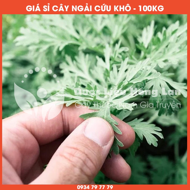 Cung cấp sỉ CÂY NGẢI CỨU khô giá bán 100kg - Công ty dược liệu Hồng Lan