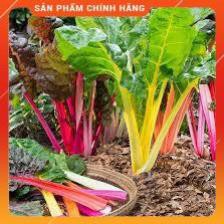 HẠT GIỐNG CẢI BẨY SẮC CẦU VỒNG GÓI 25/30 HẠT