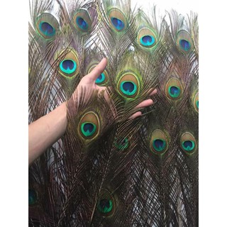 SẴN 3 KÍCH THƯỚC - LÔNG CÔNG TỰ NHIÊN TRANG TRÍ OẢN TÀI LỘC