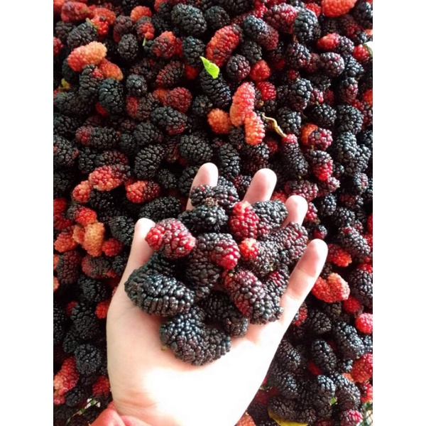 Dâu tằm tươi hộp 3kg Lâm Đồng trái to múp chín mộng đẹp