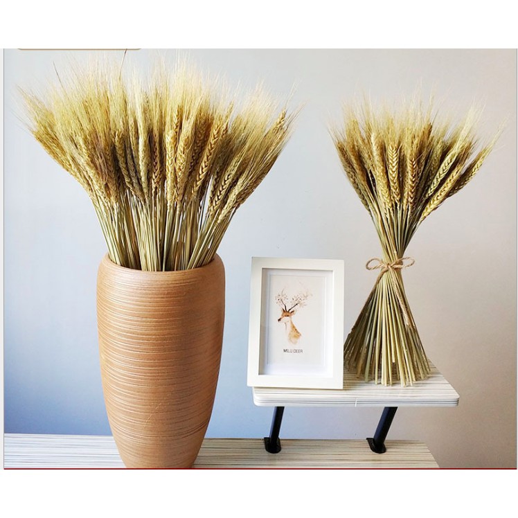 Lúa Mạch Khô - Dried Wheat Decor Phong Cách Bắc Âu Cổ Điển, Trang Trí Nhà Cửa