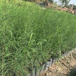 CÂY GIỐNG PHI LAO (CÂY DƯƠNG LIỄU, CÂY XÌ LAO)