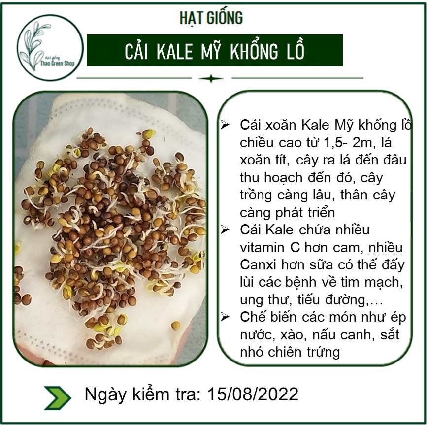 Cải Xoăn Kale Mỹ Khổng Lồ 300 hạt
