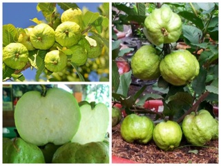 Cây giống ổi nữ hoàng siêu quả, siêu ngon