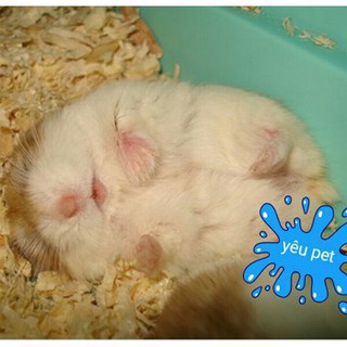 mùn cưa  lót chuồng hamster