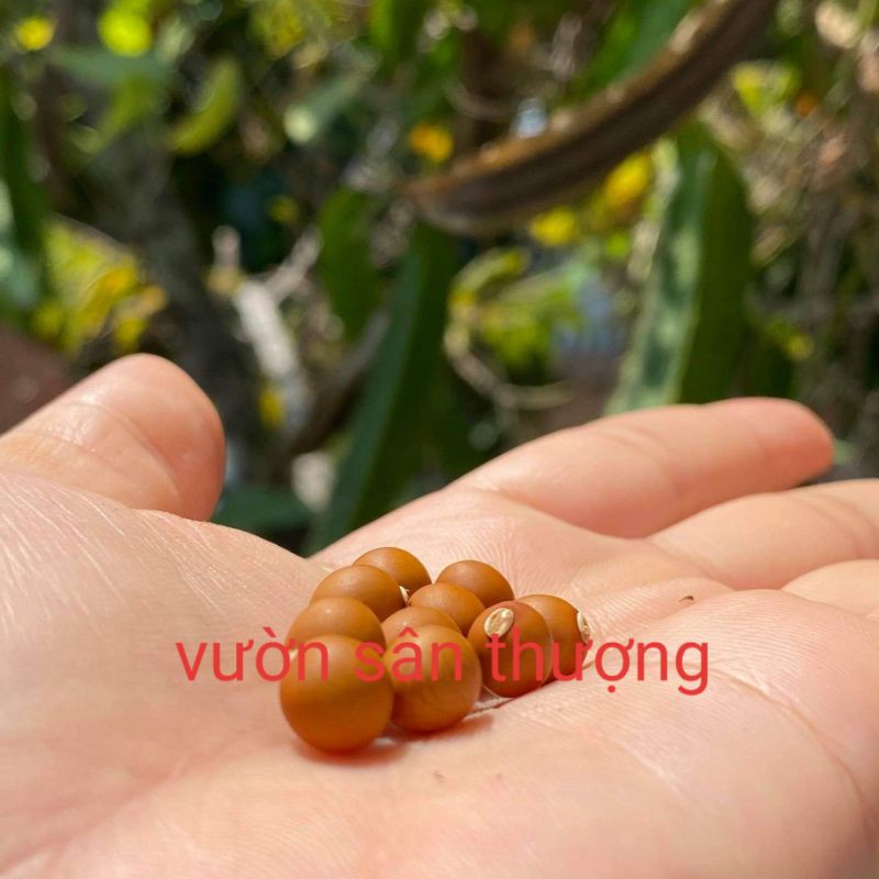 10 Hạt Đậu Rồng Xanh Thuần Chủng , Quả To, Ngot