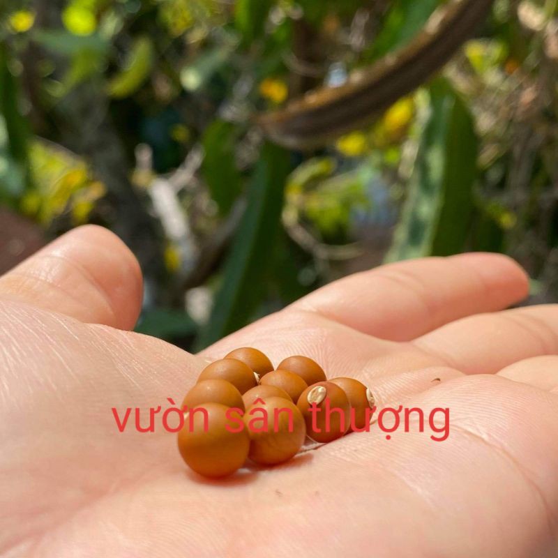 10 Hạt Đậu Rồng Xanh Thuần Chủng ( Dự án Trồng Cây, Rau, Củ Quả Hạt Địa Phương), Quả To, Ngot