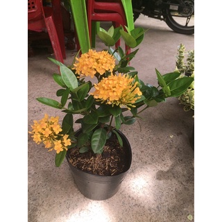 Bông trang tàu lá trung(đang nụ hoa)