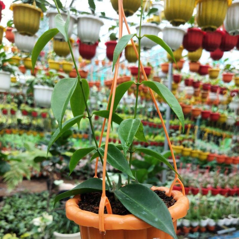 Chậu cây Cẩm cù Hoya Rubida