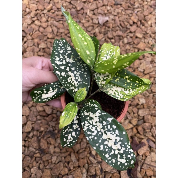 Chậu cứng Aucuba japonica - Nguyệt quế đốm